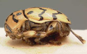 Media type: image; Entomology 20039   Aspect: habitus lateral view